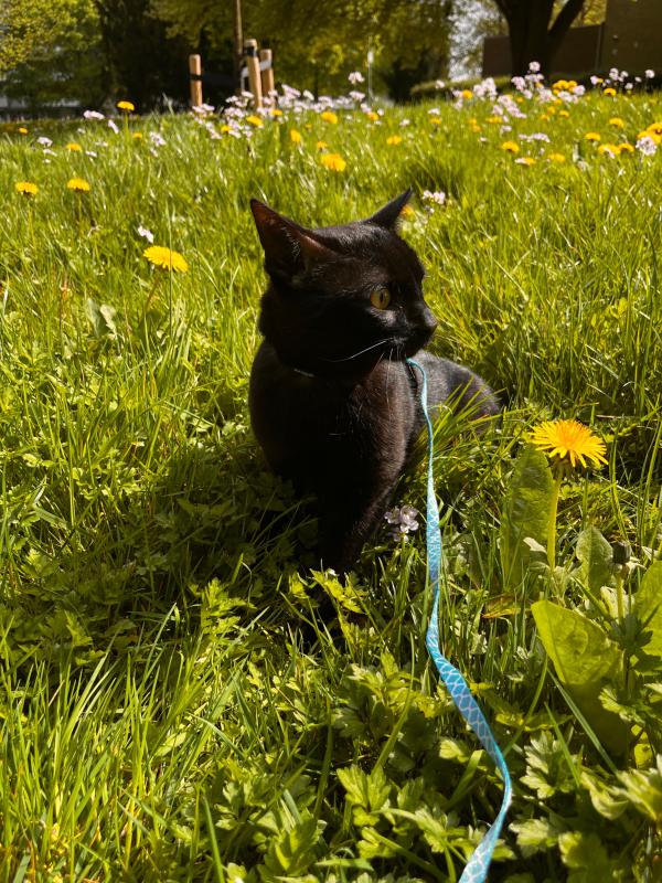 Nala