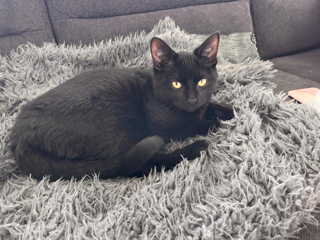 Nala