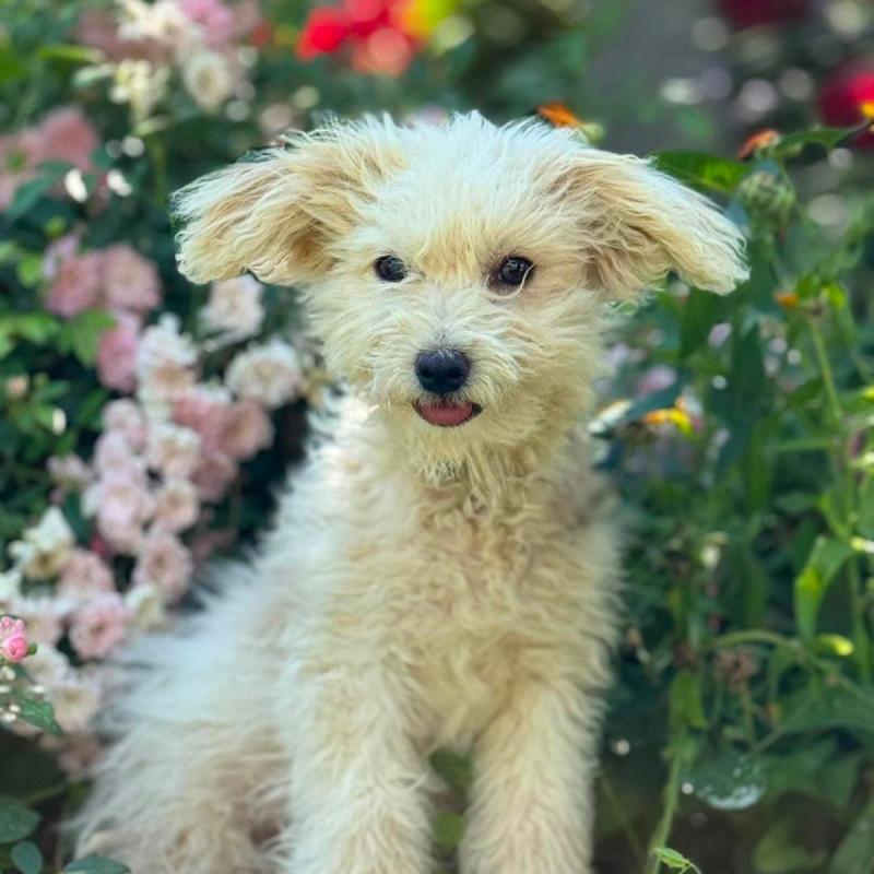 Lucy