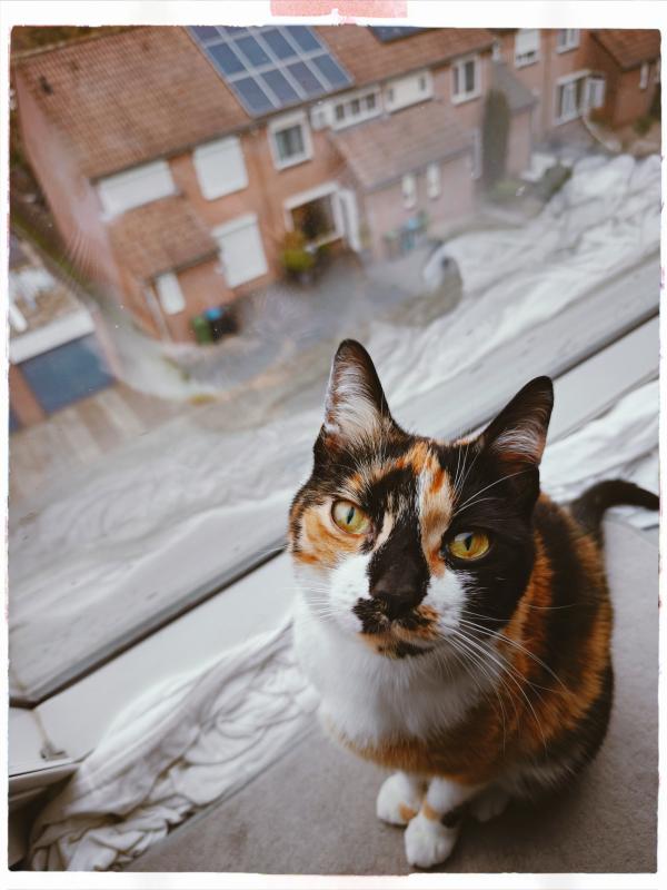 Mimi