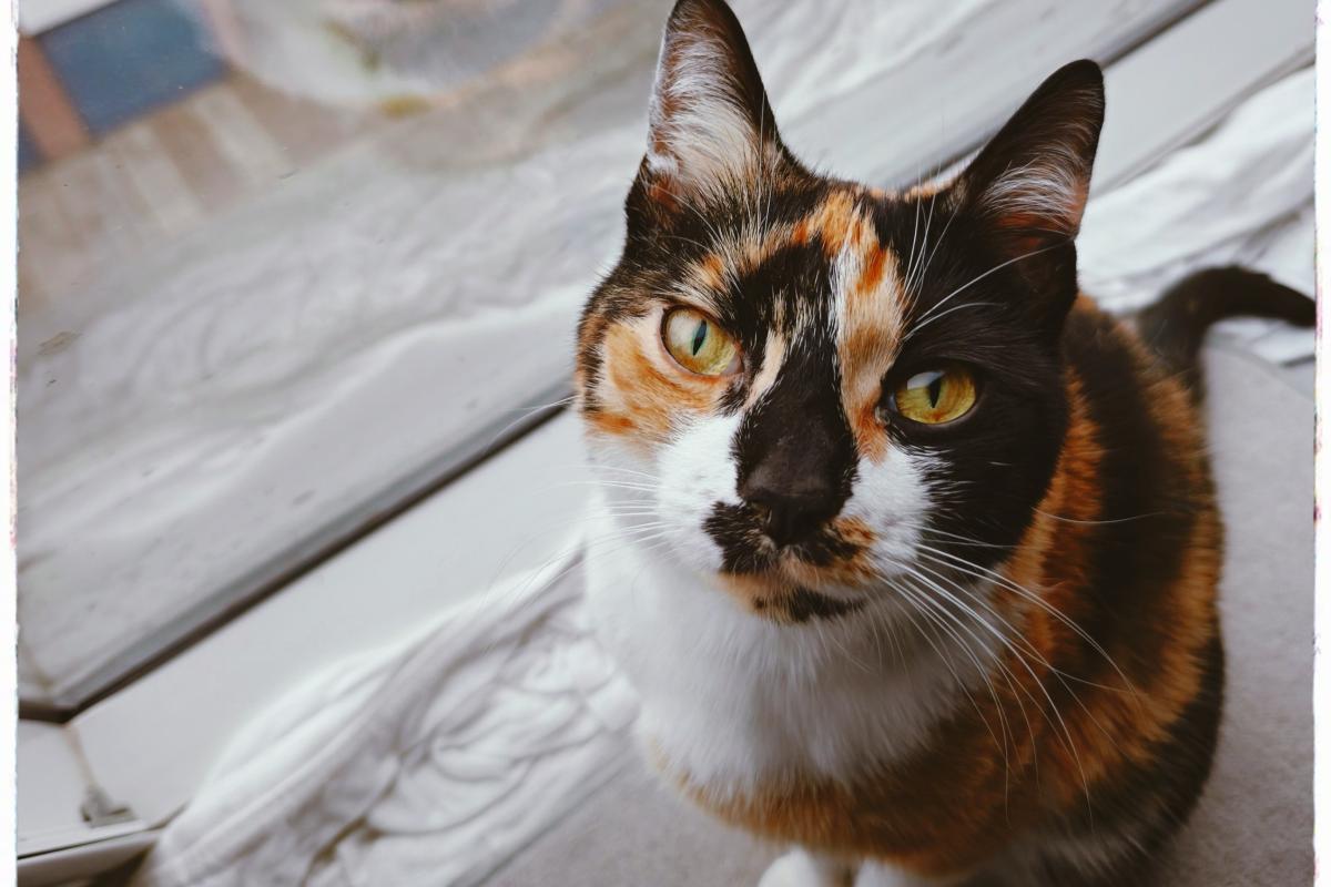 Mimi