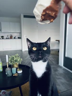 Matteo
