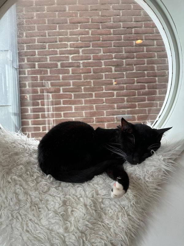 Matteo