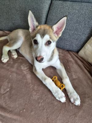 Koda