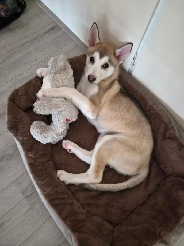 Koda
