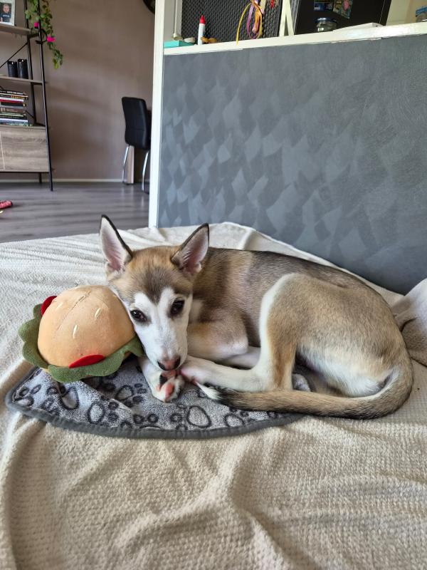 Koda