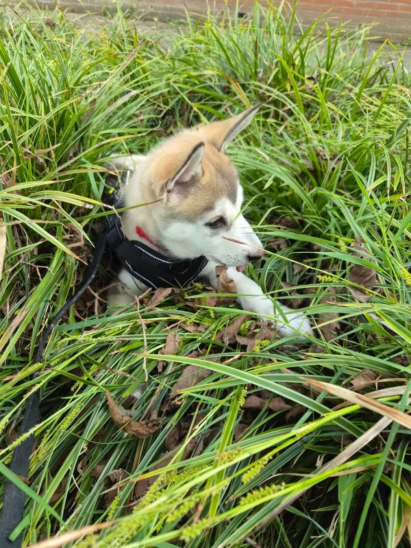 Koda