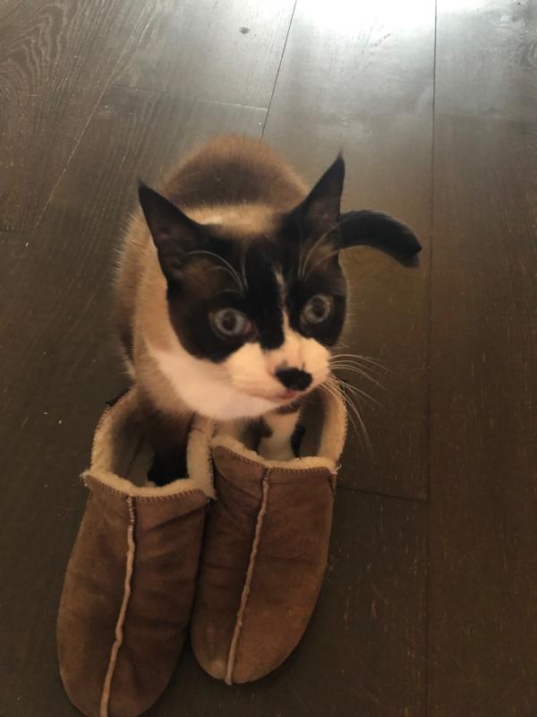 Bowie