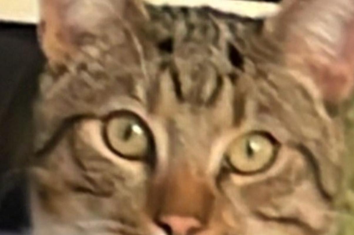 Simba