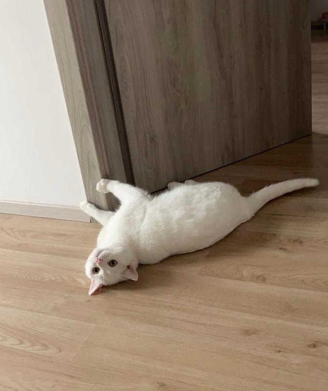 Mochi