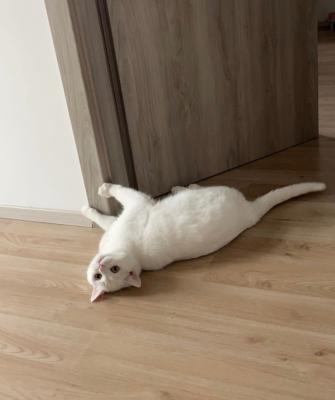 Mochi