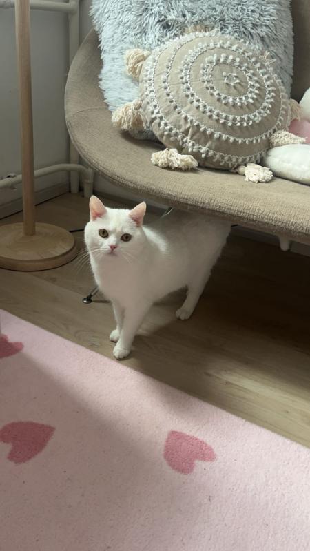Mochi