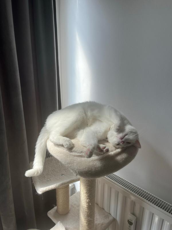 Mochi