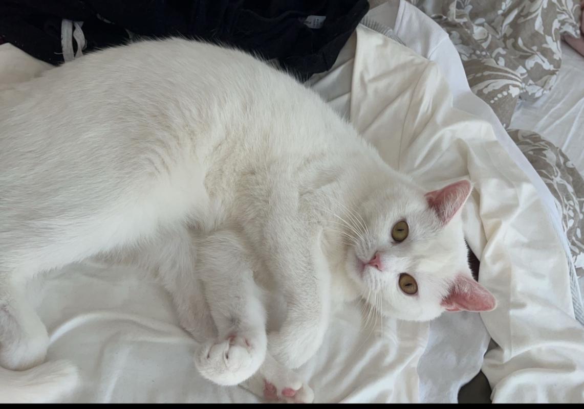 Mochi