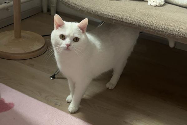 Mochi