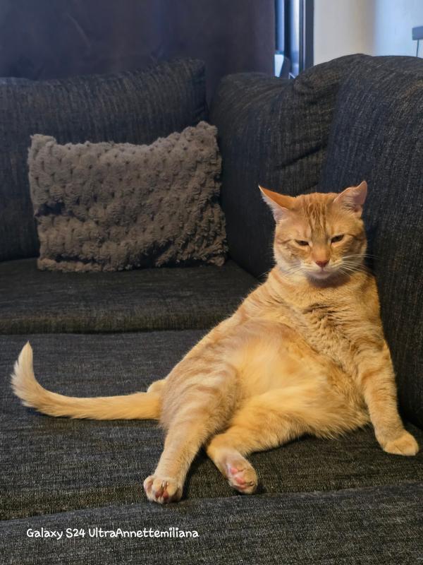 Bandiet
