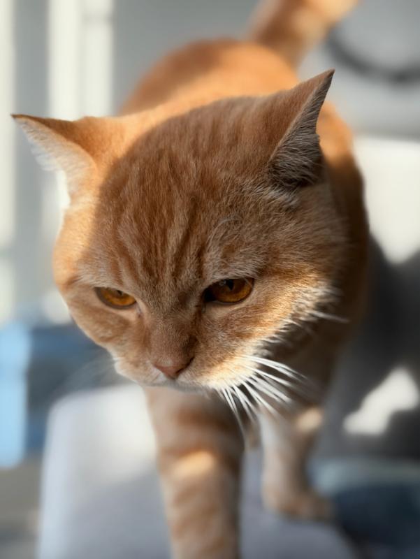 George