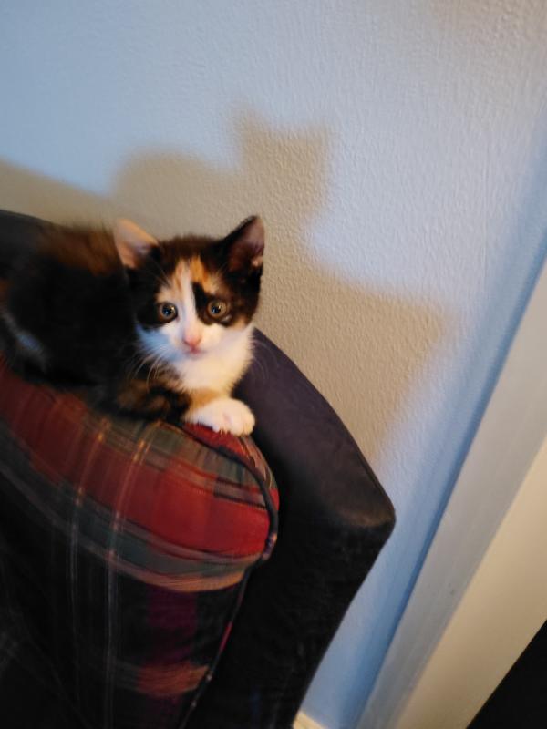 Polly