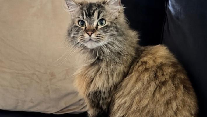 Bella