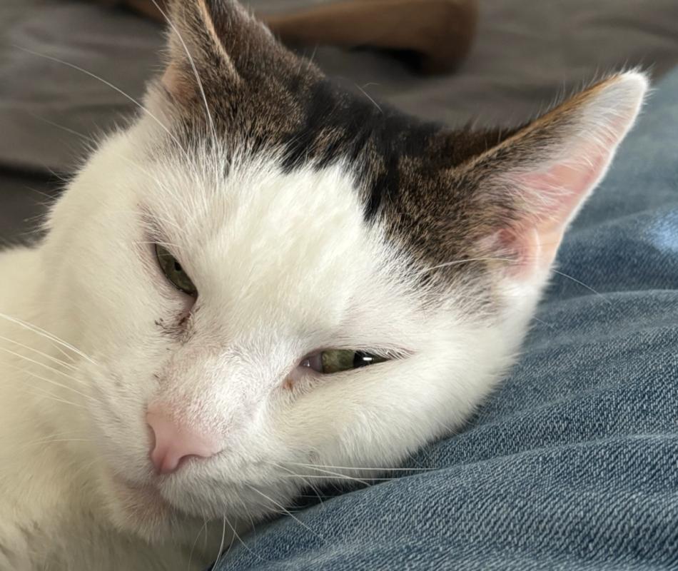 Koos