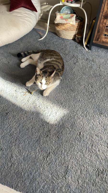 Feetje