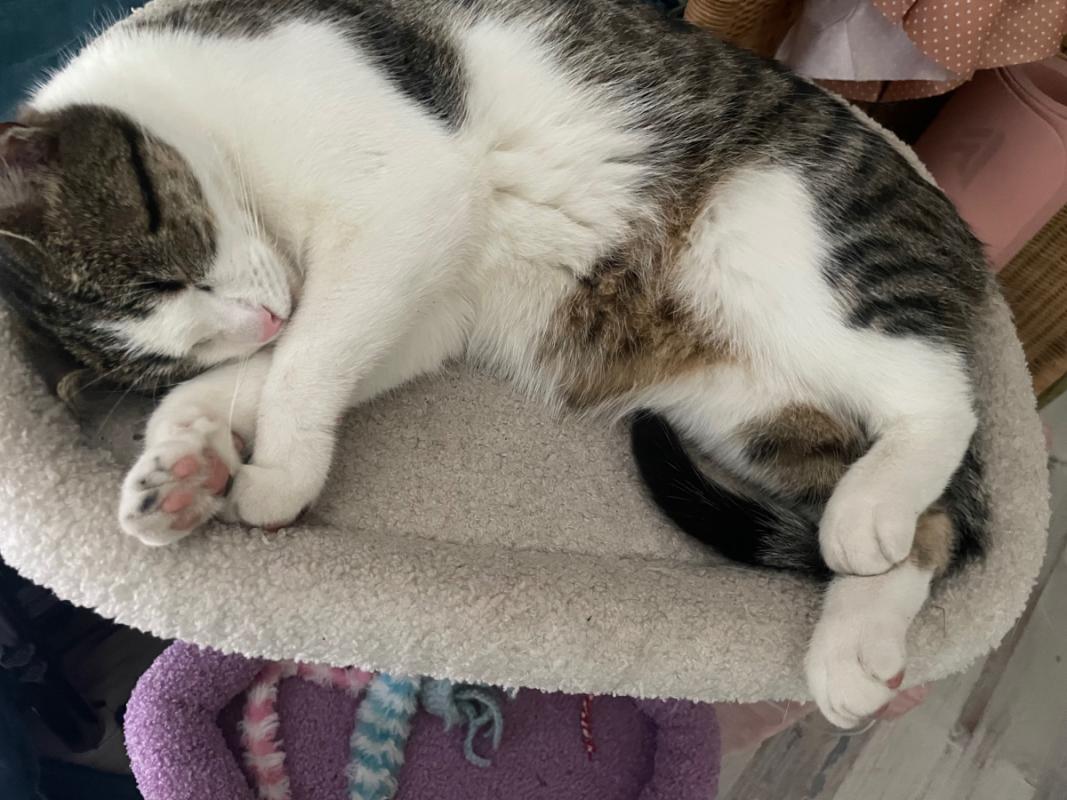 Feetje