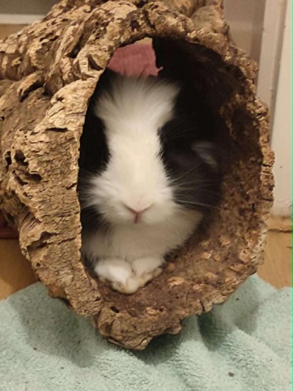 Oreo