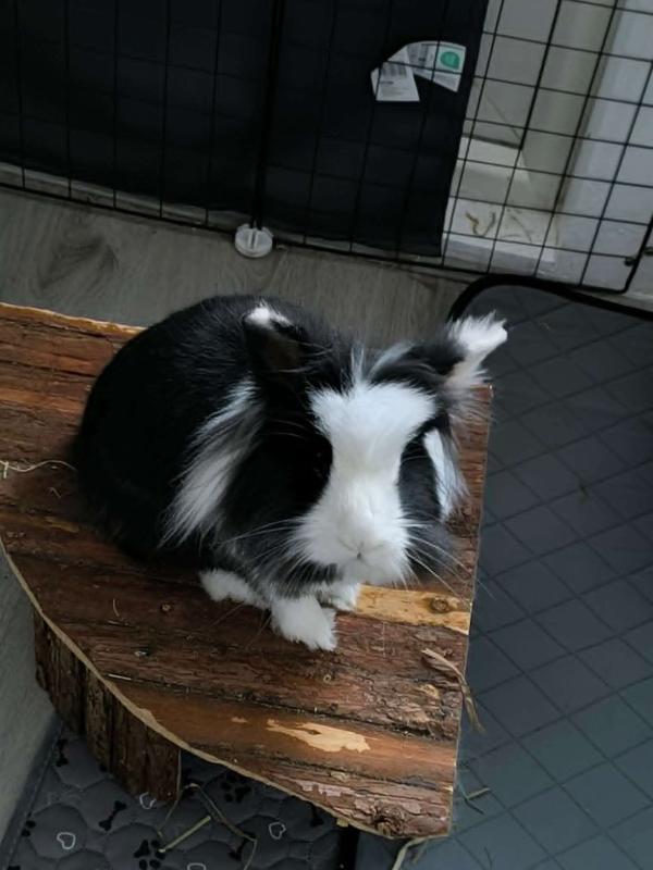 Oreo