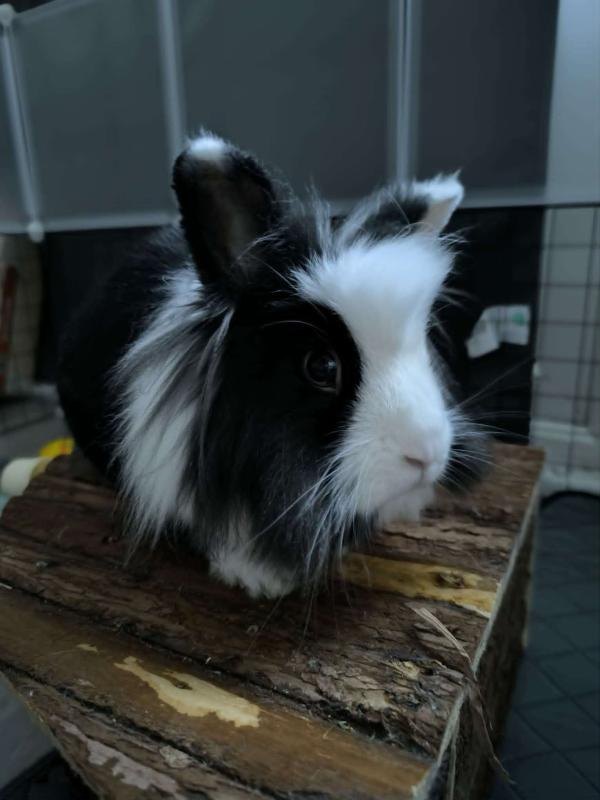 Oreo