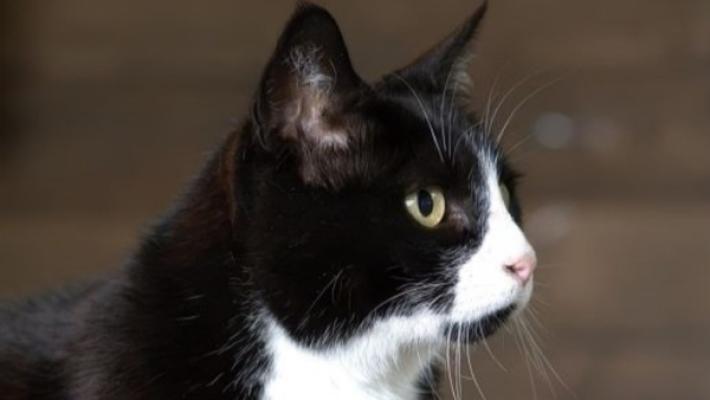Jara