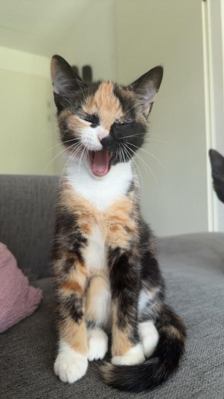 Sientje