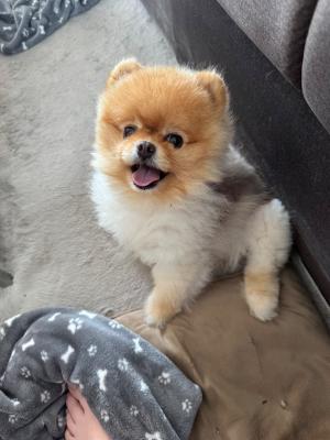 Brutus