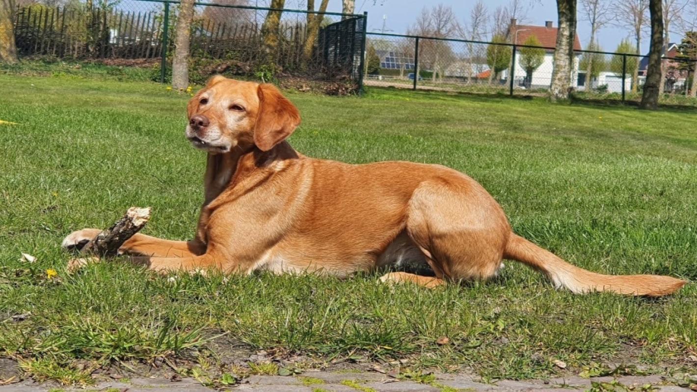 Roosje