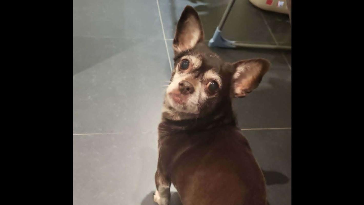 Dora