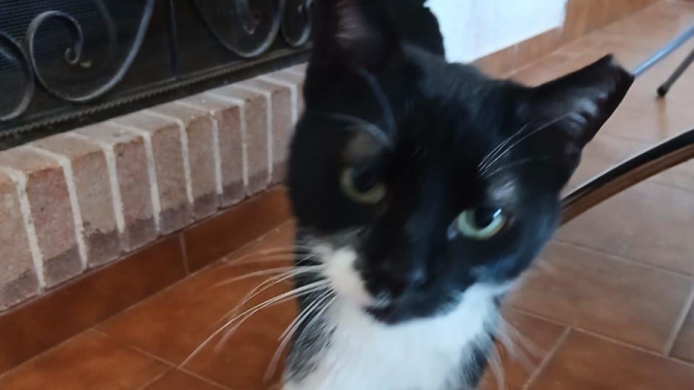 Zorba