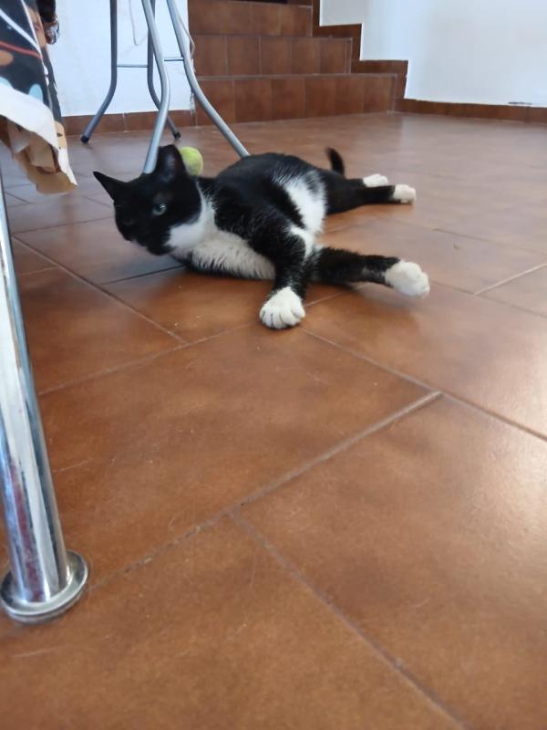 Zorba