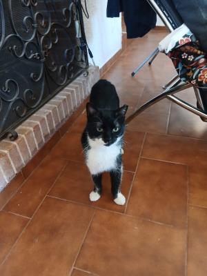 Zorba
