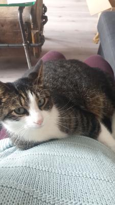 Brokkr