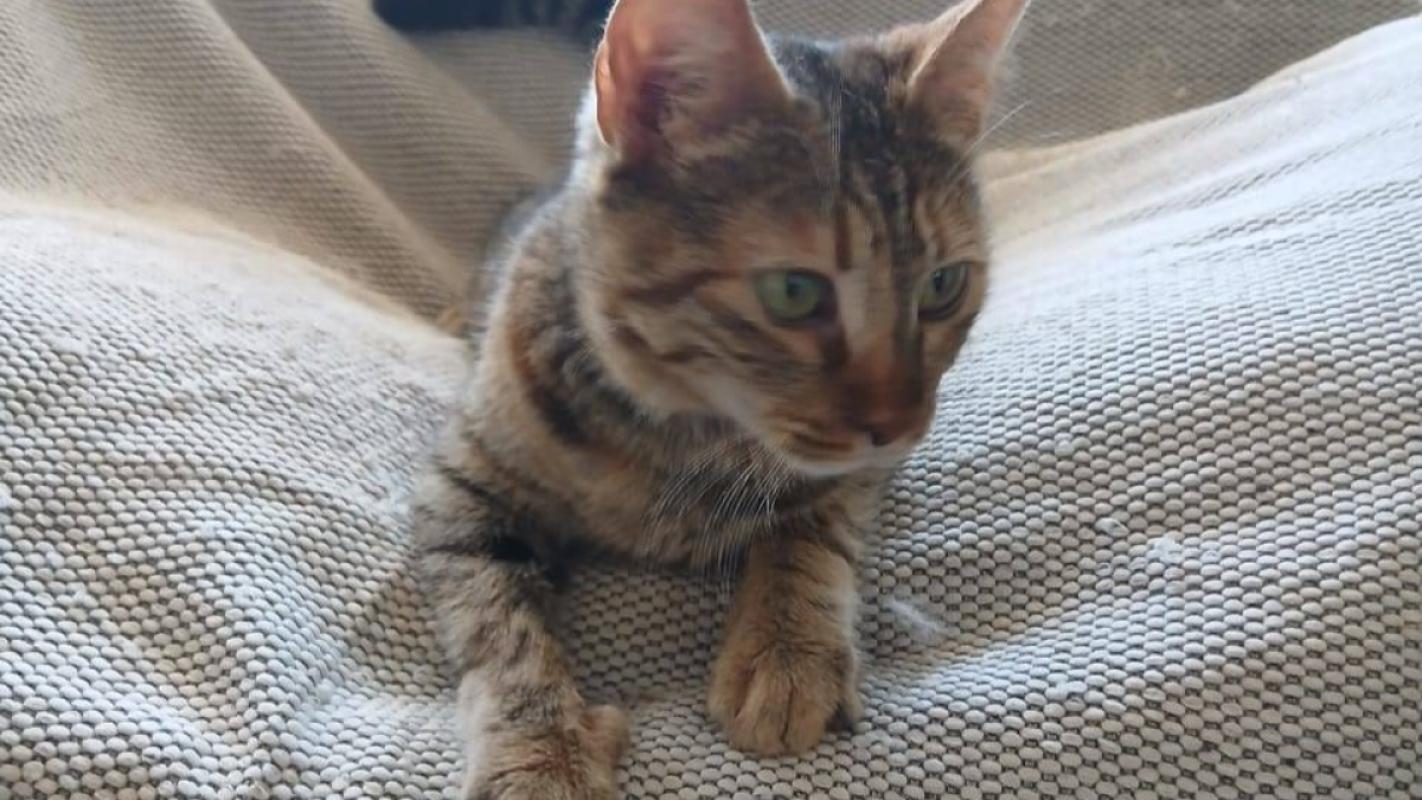 Frieda
