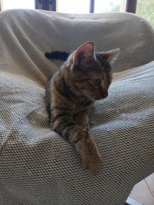 Frieda