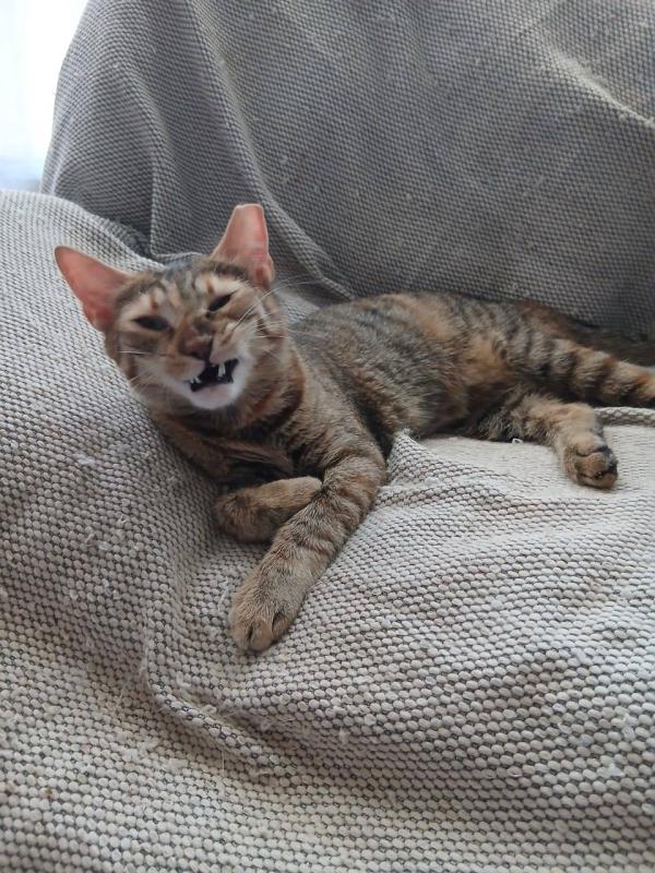 Frieda