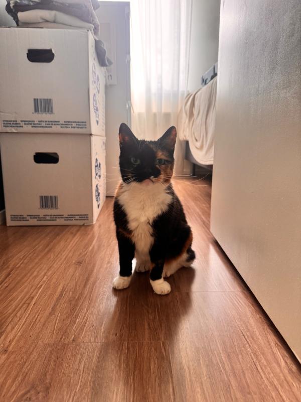 Jet