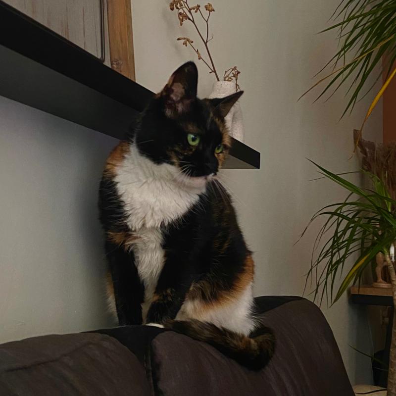 Jet