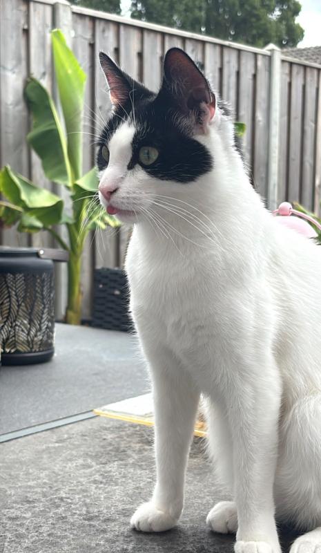 Tjippie