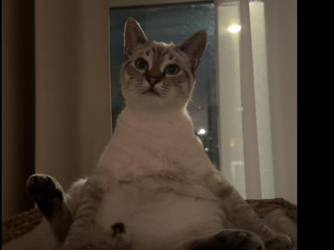 Ted