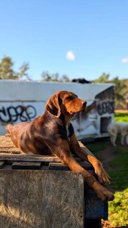 Hazel
