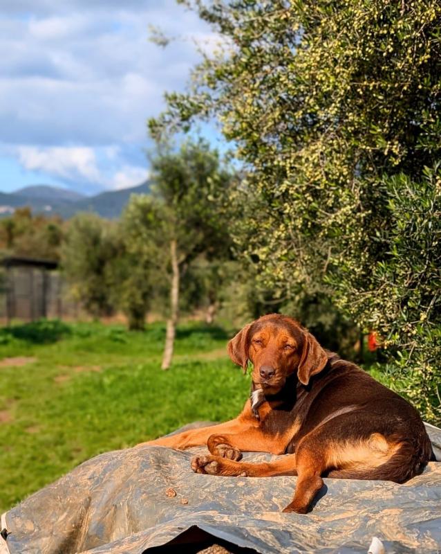 Hazel
