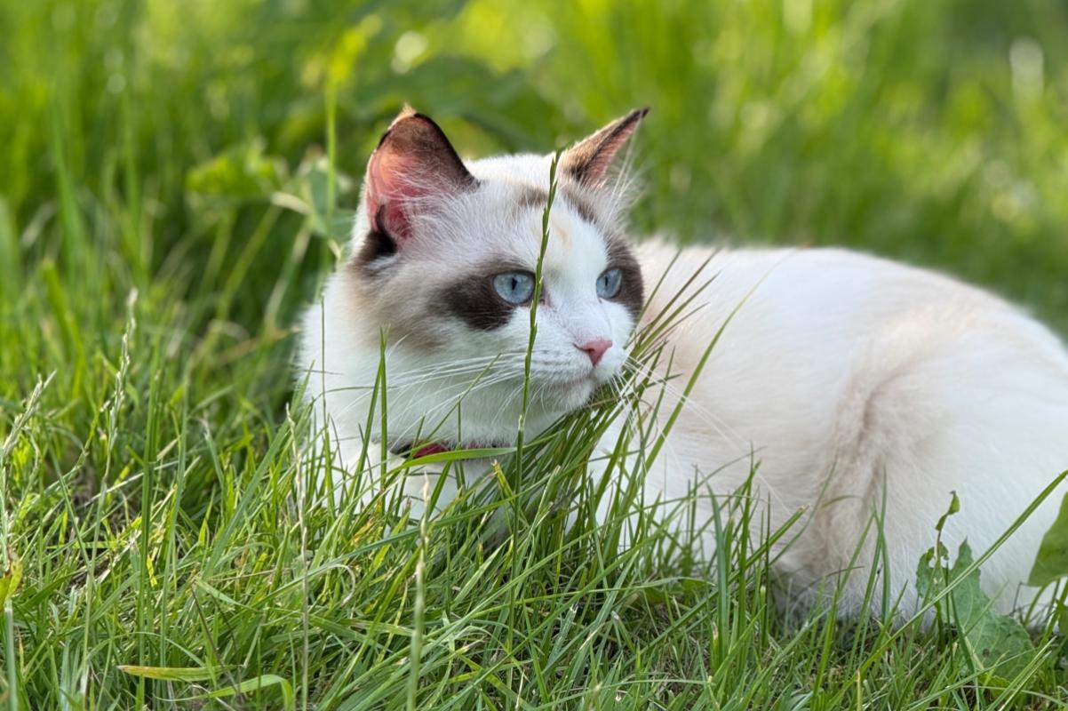 Pamuk