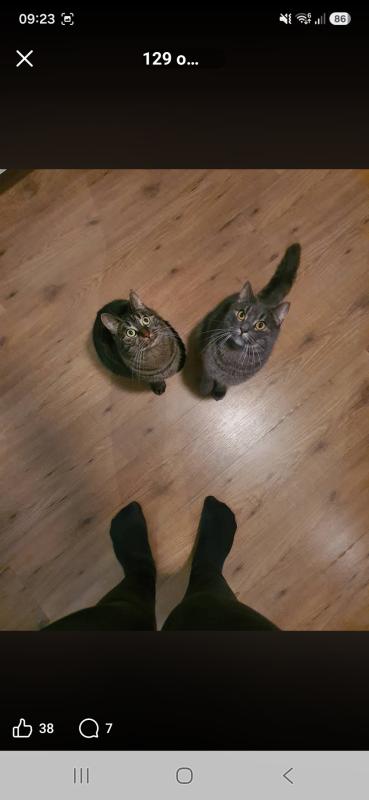 Fristi