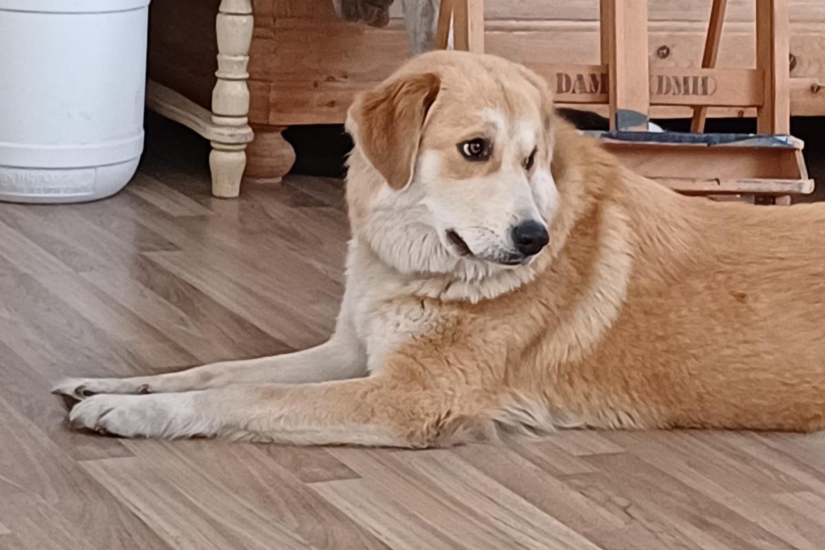 Maya
